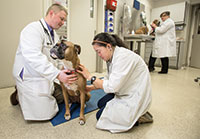 Canine exam