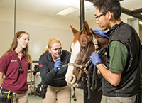 Equine eye exam
