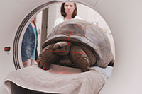Tortoise CT