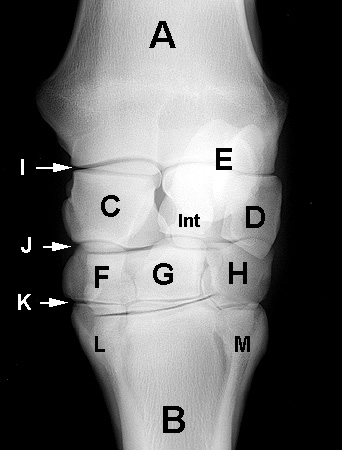 Carpus | Equine Anatomy | Radiology | Small Animal Hospital | Hospital