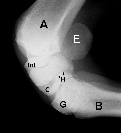 Carpus | Equine Anatomy | Radiology | Small Animal Hospital | Hospital