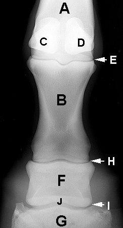 Fetlock | Equine Anatomy | Radiology | Small Animal Hospital | Hospital