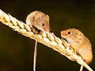 Two mice on a piece of wheat
