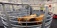Cattle in the renovated Livestock Services handling area