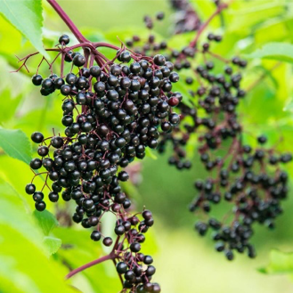 elderberry plants sambucus kansas equine fruiting bareroot cyanide gurney