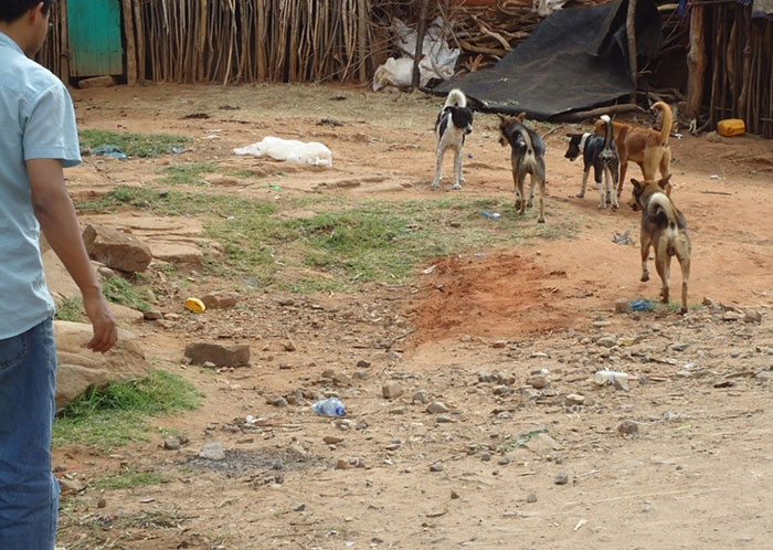 Street Dogs in Yabelo Town