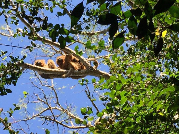 A group of female howler monkeys huddled in the trees at daybreak.