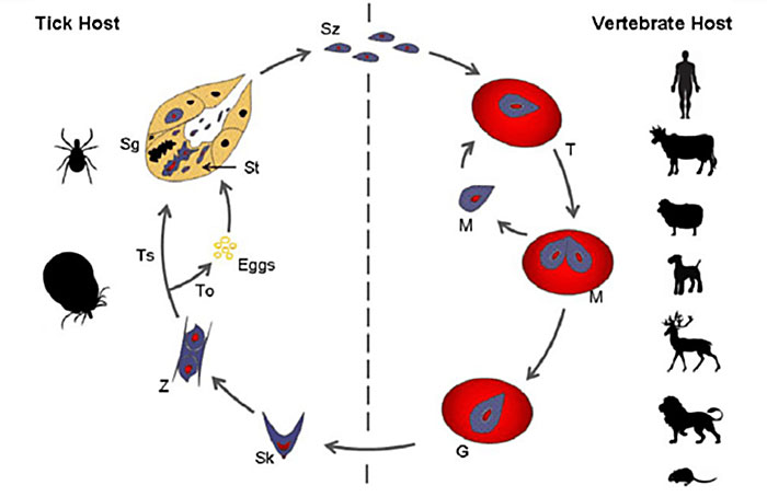 General Schematic Representation of the Babesia Life Cycle in Vector and Hosts. 