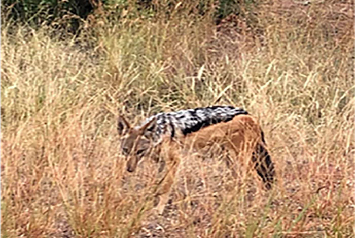 An indigenous wild carnivore known as the black-backed jackal