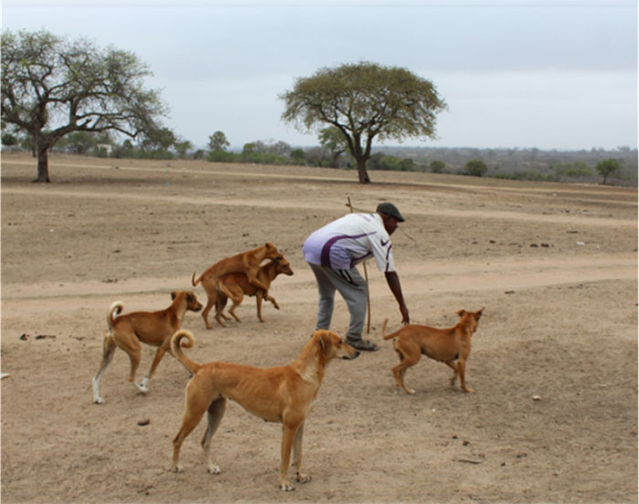 Domestic Dogs and Human.