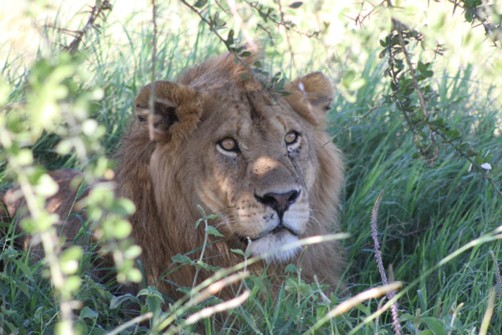 Male lion laying down in the grass gazing in the distance