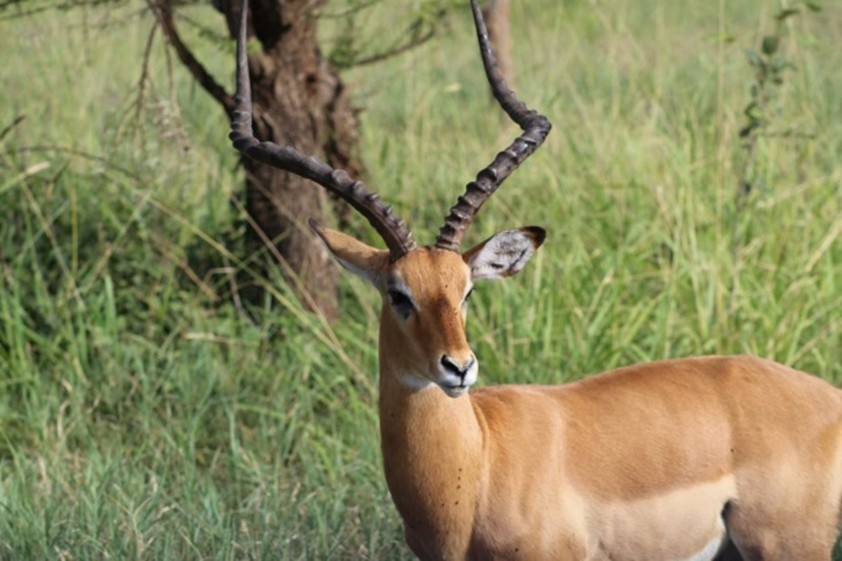 Horned elk body profile face looking towards camera