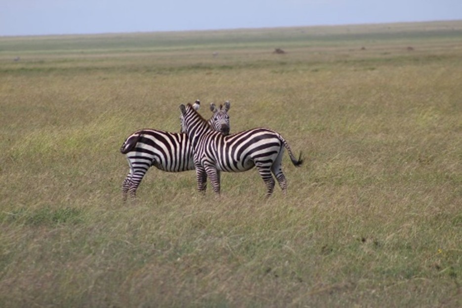 Two zebras, one facing the camera and one facing away from the camera looking over each other's shoulder