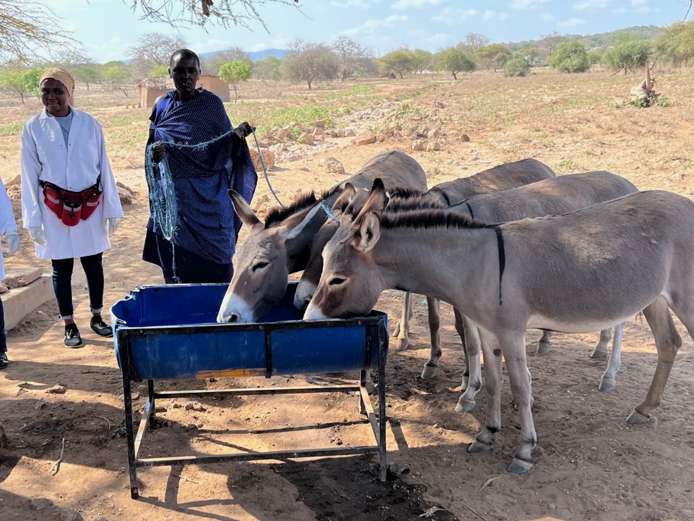 Two people standing at a water trough with three donkeys drinking from the trough