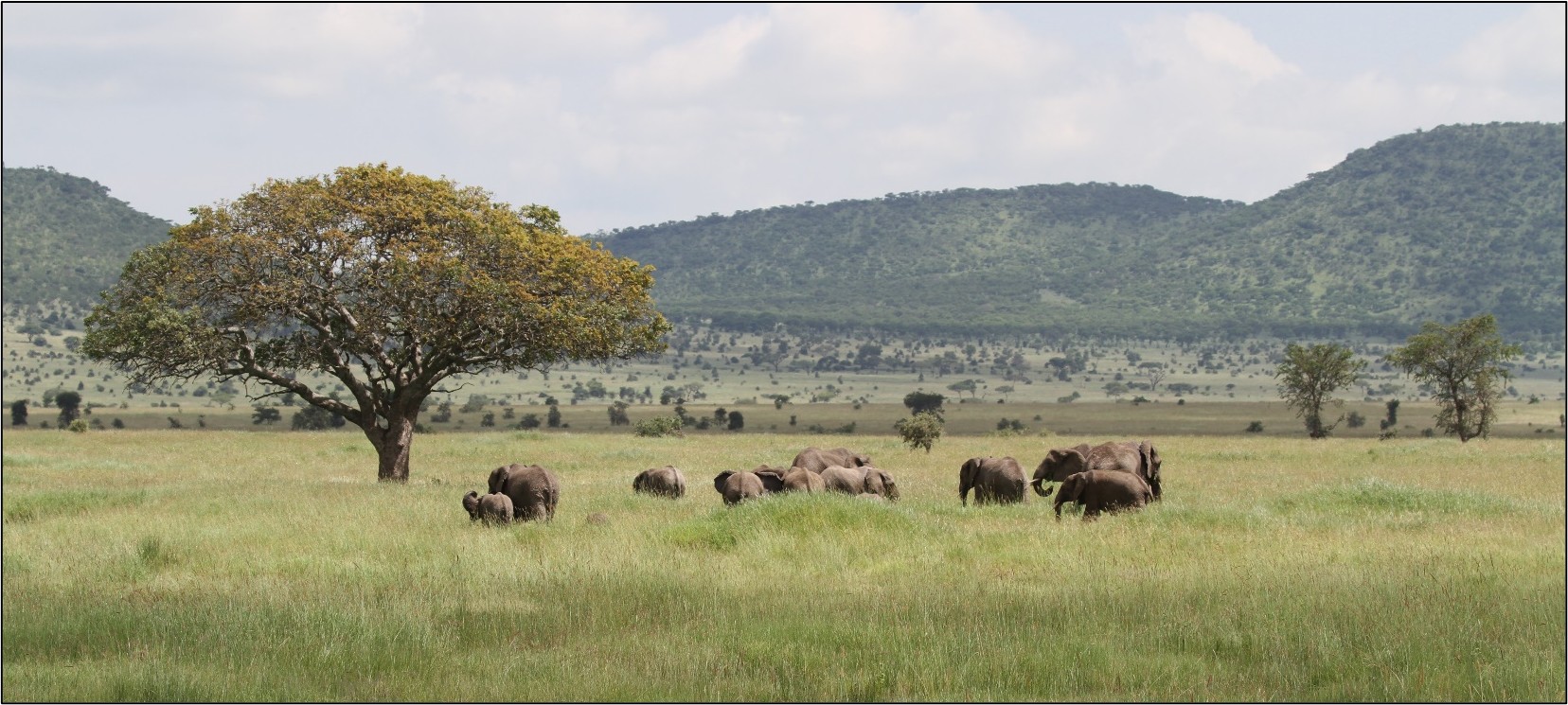 Tanzanian serengeti with a herd of elephants midground