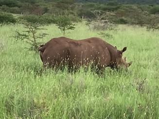 Side view of a brown rhino