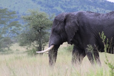Elephant entering the frame from the viewer's right
