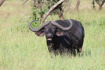 wildebeest looking at the camera