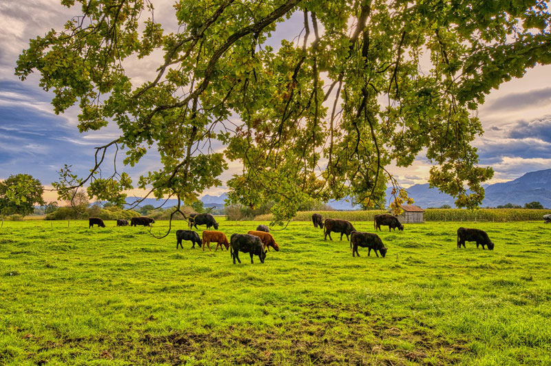 Cattle herd