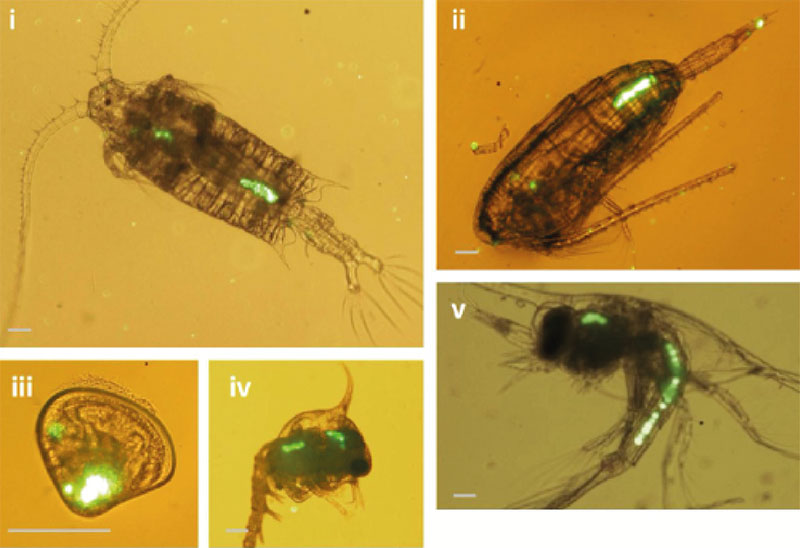 Ingestion of microplastics by zooplanktonic species