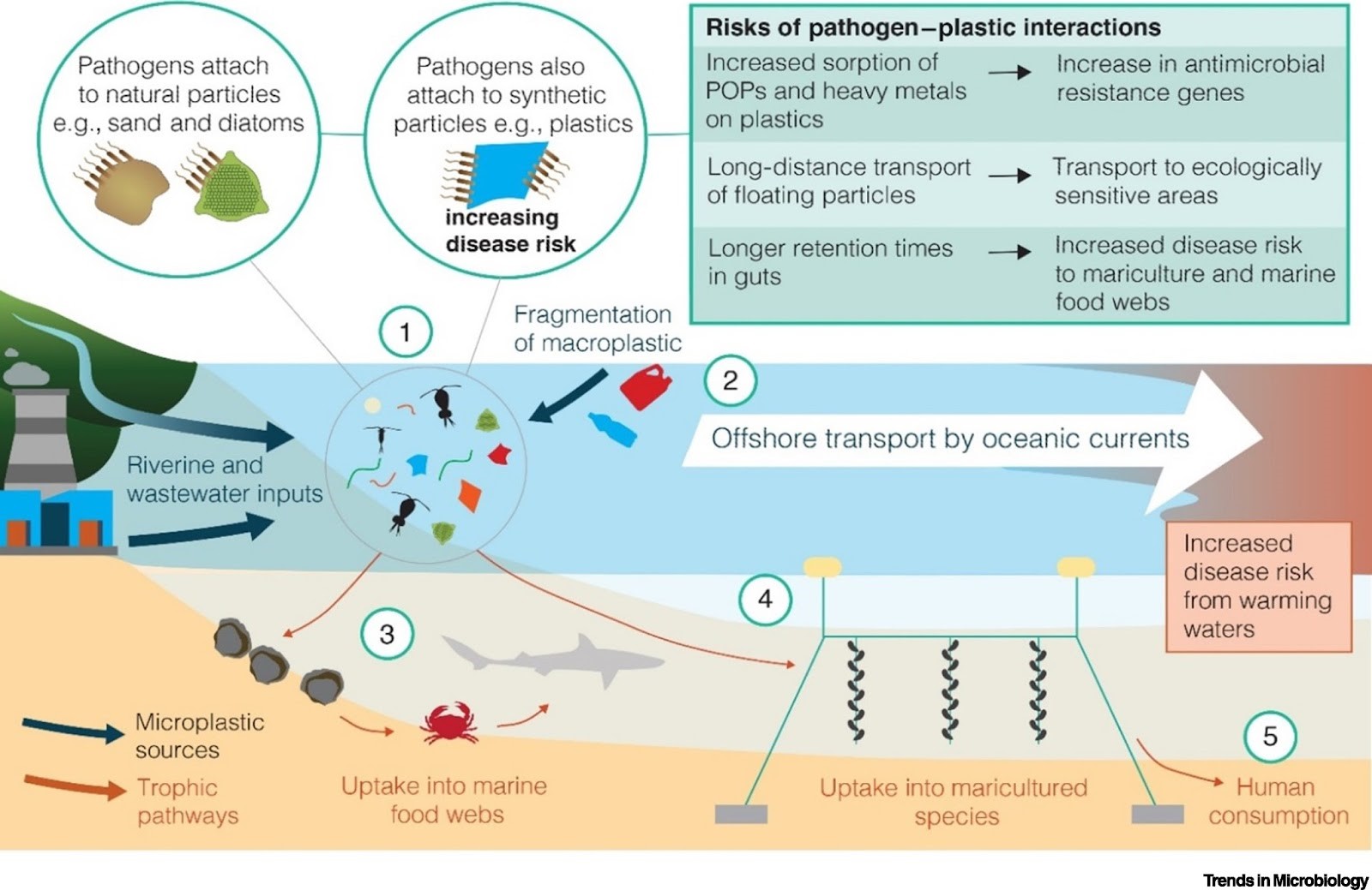 Summary of pathogen interactions