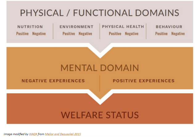 Five Domains Diagram