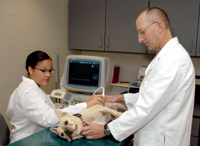 examining dog on table