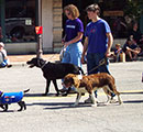 dogs