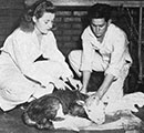 Calf Vaccination - 1948