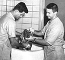 Dog getting a bath - 1958
