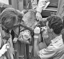 Students working on a steer - 1989