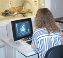 MRI in Radiology - 2002