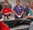 Dr. Carla Carleton's equine wet lab