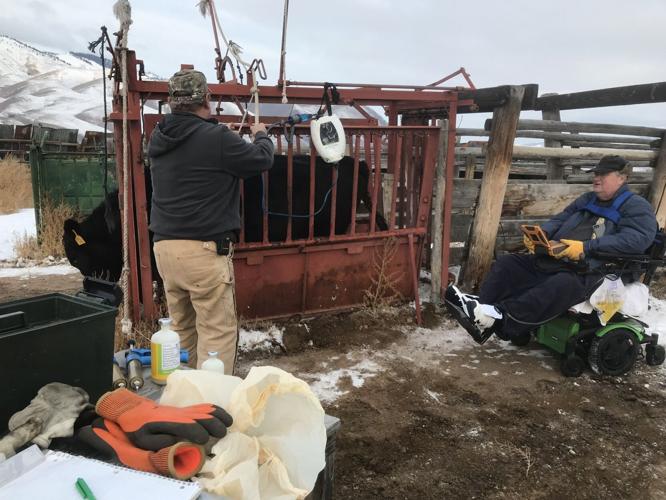 Dr. Robert Cope, right, reads an ultrasound while someone else operates the ultrasound probe on a cow.