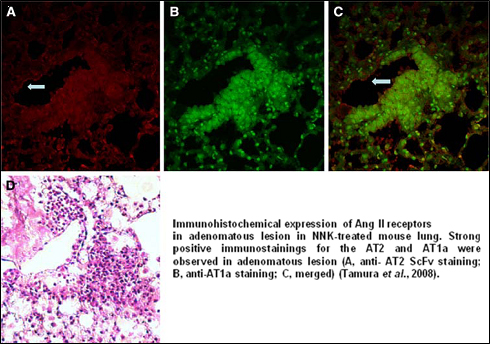 Immunohistochemical expression of Ang II receptors