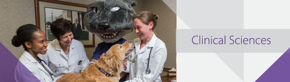 Clinical Rotations