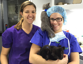 Mobile Surgery Unit - veterinary students