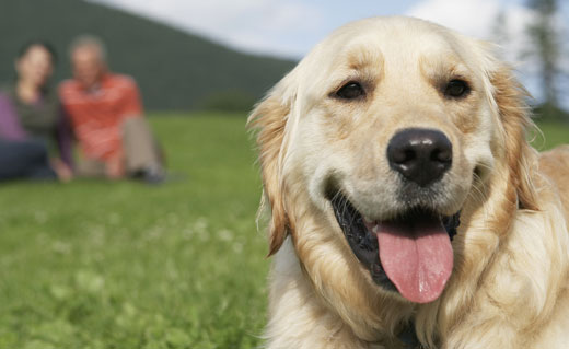 Dog with owners