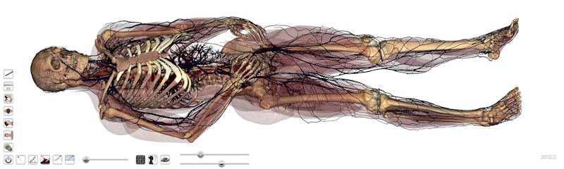 human anatomy photo