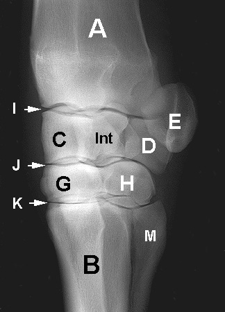 Carpus | Equine Anatomy | Radiology | Small Animal Hospital | Hospital