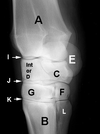 Carpus | Equine Anatomy | Radiology | Small Animal Hospital | Hospital