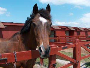 Gorge, a quarterhorse