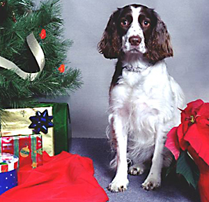 Maggie the English springer spaniel