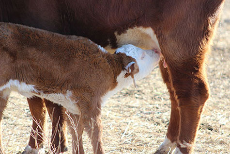 Hereford calf nursing