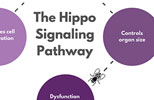 Hippo signaling pathway