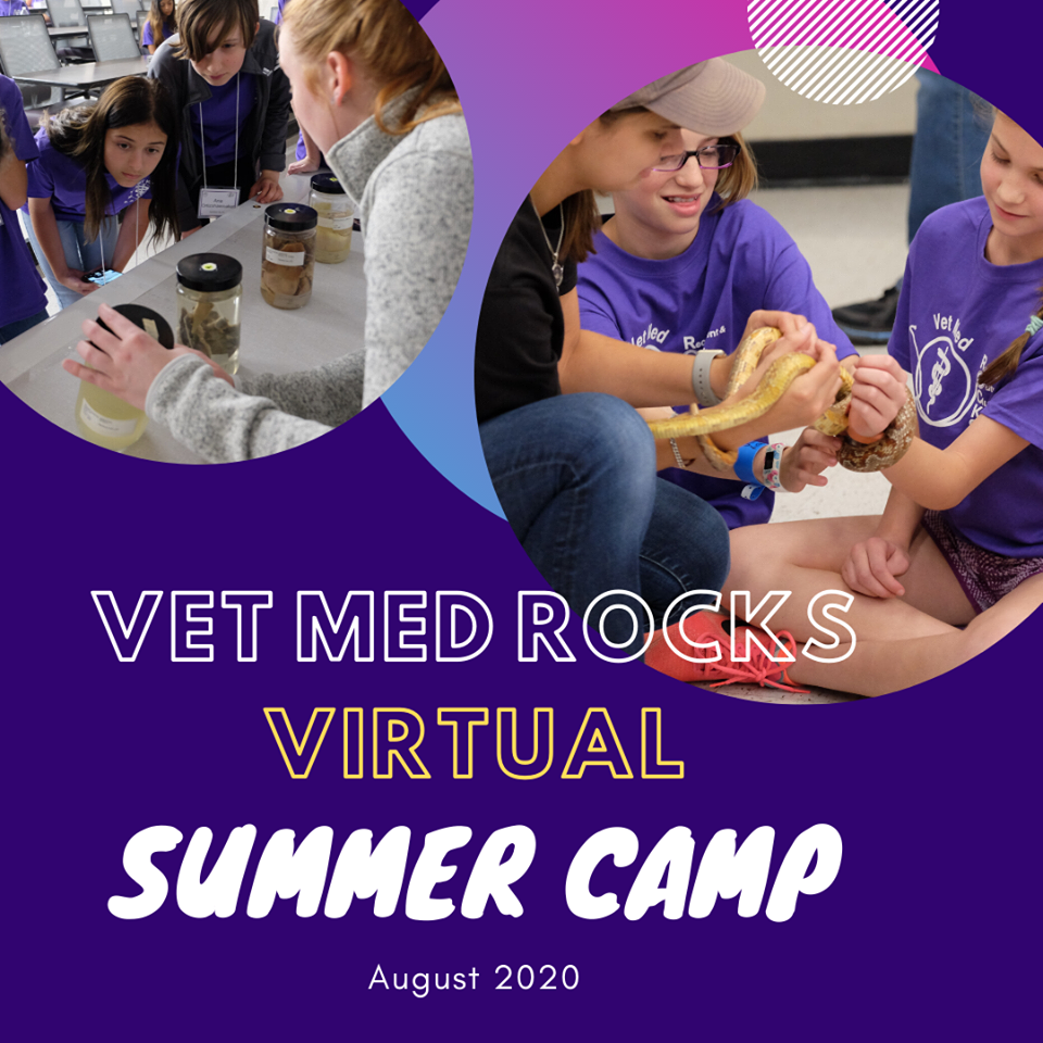 Vet Med ROCKS summer camp for youth