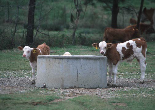 Pre-weaned calves by a cattle waterer