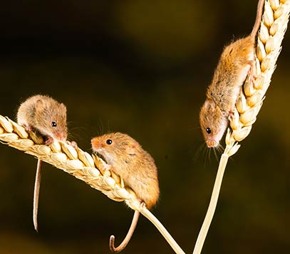 Three mice on pieces of wheat