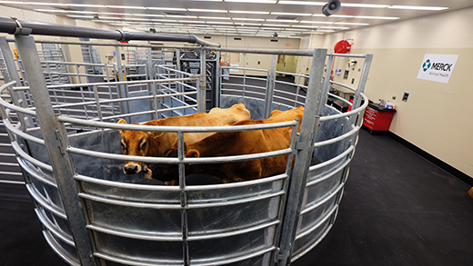 Cattle in the renovated Livestock Services handling area