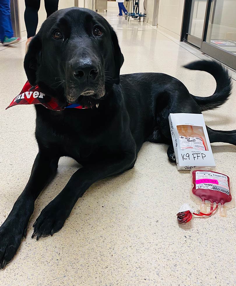 Donor dog Oliver